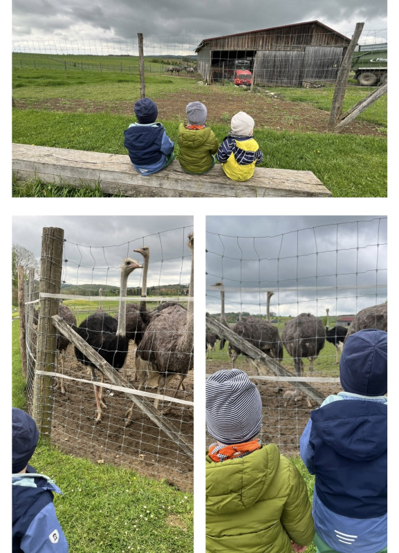 Besuch auf der Straußenfarm