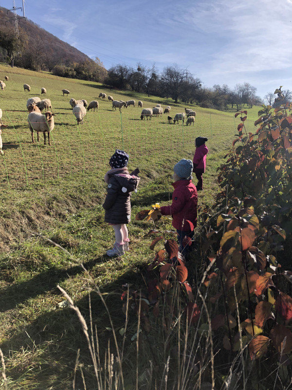 Besuch bei den Schafen